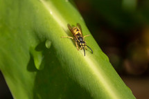 Wasp on a Large Kahili Ginger Leaf