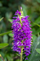 Deep Purple Hebe Flower in the Garden