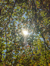 Sunlight Streaming Through Coloured Beech Tree Canopy