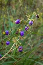 Purple Dianella / Flax Lily Berries in the Garden