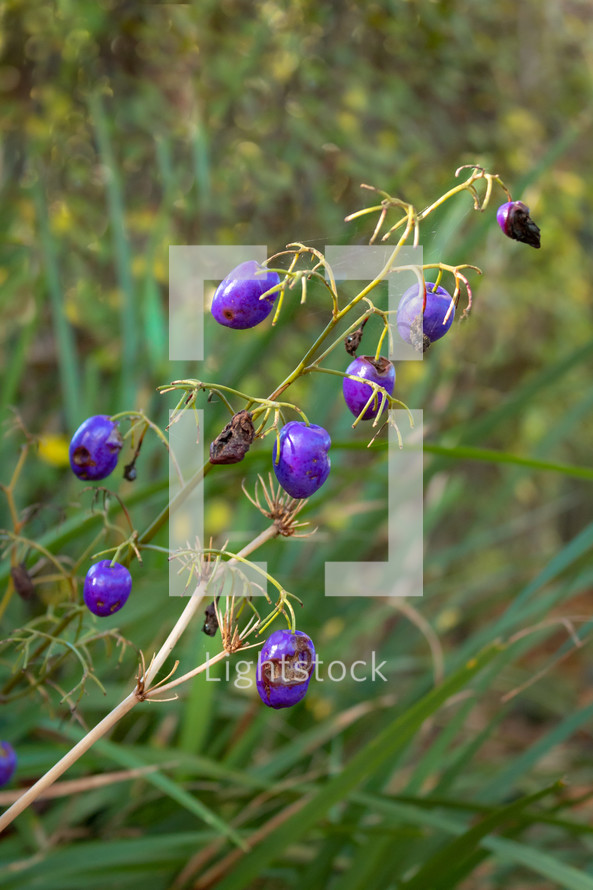 Purple Dianella / Flax Lily Berries in the Garden