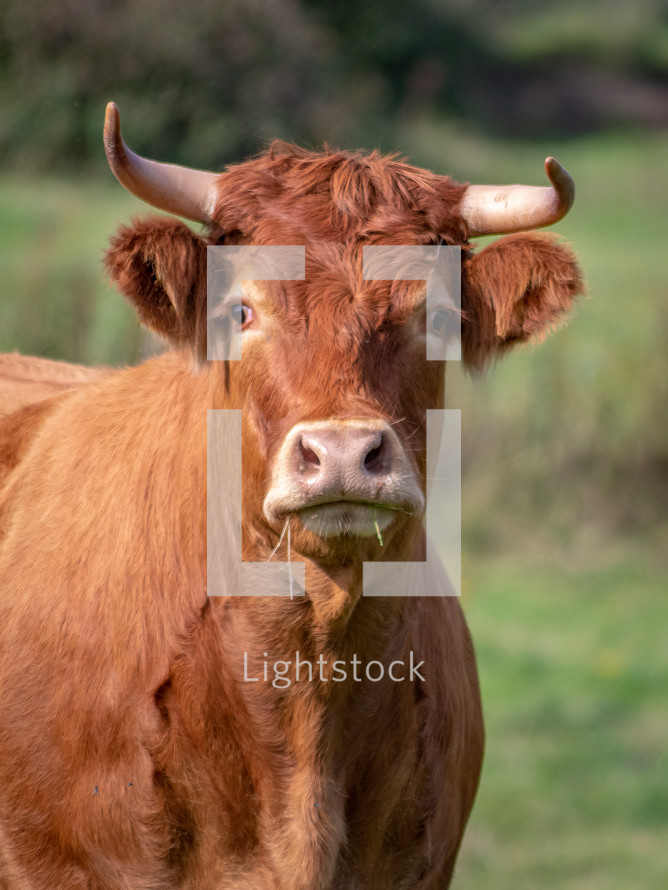 A Brown Bull in a Field - Portrait, Ireland