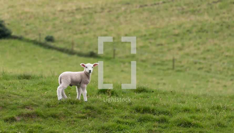 a Lamb in a Field