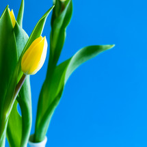Close up yellow tulip on a bright blue background