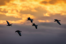 geese in flight 