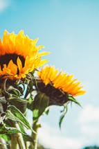 sunflowers against a blue sky 