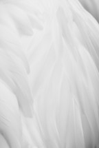 Smooth, white feathers