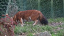 Chinese Dhole Wild Dog Eating Meat and Getting a Scare
