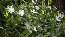 White Intermediate Periwinkle Flowers and Green Leaves Blowing in the Breeze with Dappled Light