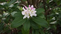 White and Pink Rhododendron Flower Blowing in the Breeze
