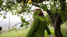 Happy girl under the lemons tree in the countryside collect fruit