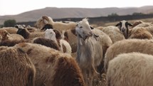 Shepherd With Flock Of Sheep