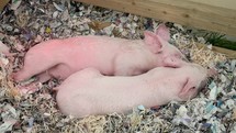 Two Piglets Sleeping in Newspaper - Close Up, Ireland
