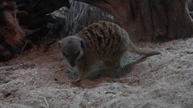 Meerkat Digs a Hole and Eats Worm
