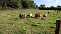 Very Noisy Flock of Jacob Sheep Bleating and Walking Over, Ireland
