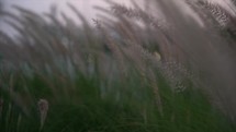 Pennisetum grass at dusk time. 