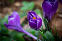 Purple crocus flowers in garden 