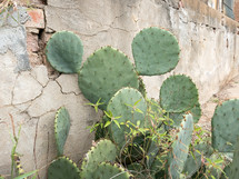 prickly pear cactus by an old wall
