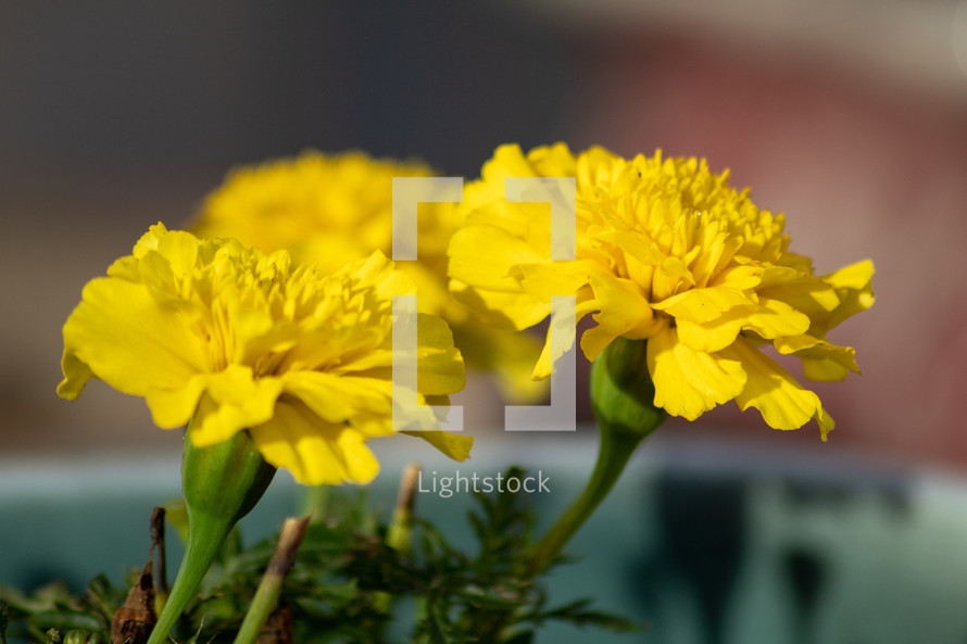 Large Yellow Marigold Flowers in the Garden