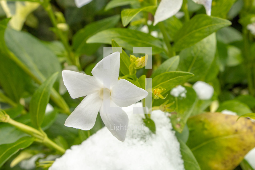 White Intermediate Periwinkle Flower with Snow and Leaves