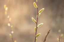  Small green buds on stem with golden light