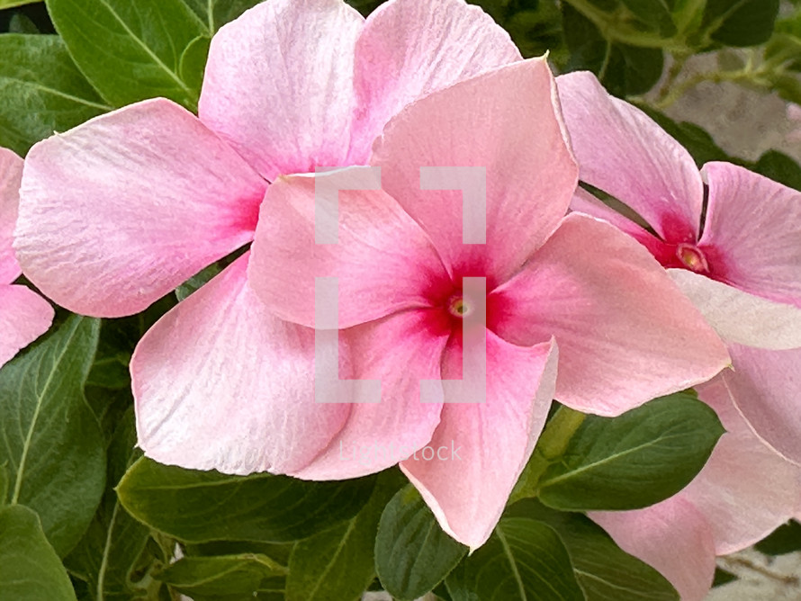 closeup of pink vinca periwinkle flowers