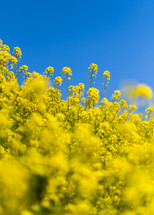 Canola Blossoms Against Blue Skies