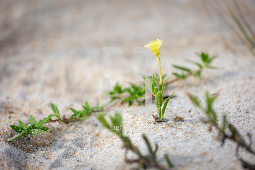 Small yellow flower growing in sand