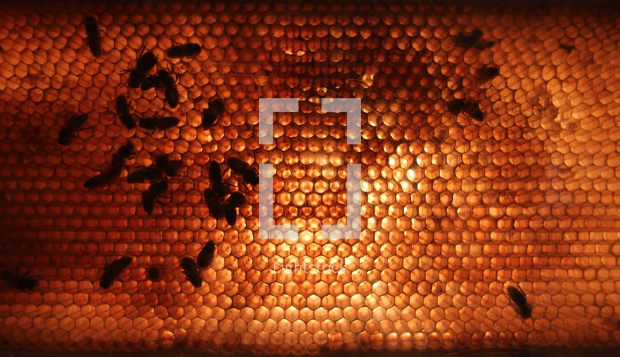 honey bees on a honeycomb 