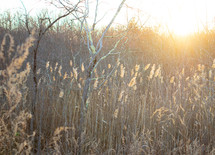 Golden sunlight shining through trees and marsh pampas reeds