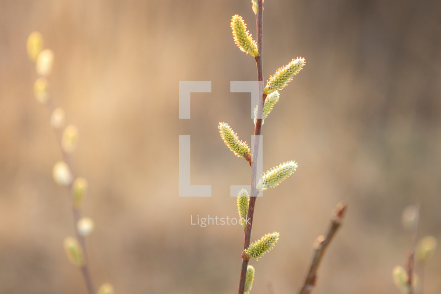  Small green buds on stem with golden light
