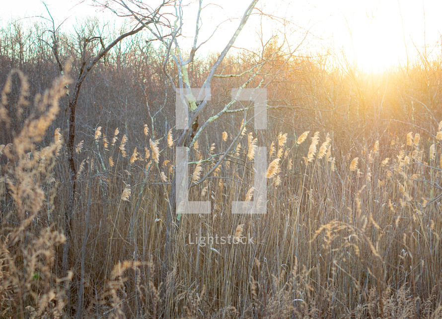 Golden sunlight shining through trees and marsh pampas reeds