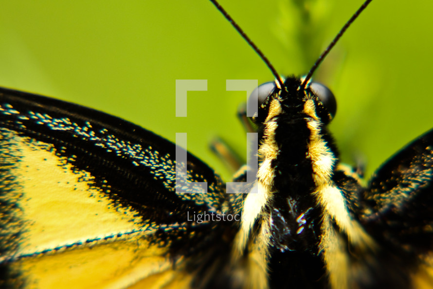 black and yellow butterfly 