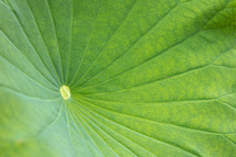 Close-up of the center of a lotus leaf 