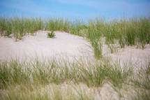 Grass and plants growing from sand dunes with blue sky 
