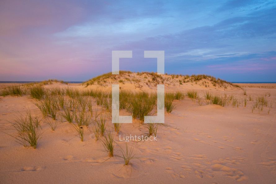Grass growing from sand dunes at sunset 