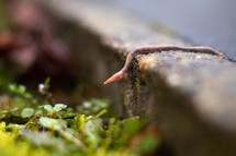 Close up of earth worm slithering over sidewalk curb onto green garden 