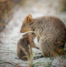 Mother and bay quokka in the sand.