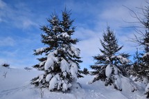 Snow Covered Pine Trees against blue skies
