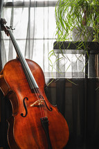 Cello in front of a window with potted plant