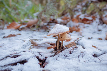A Dusting of Snow on Light Orange Mushrooms