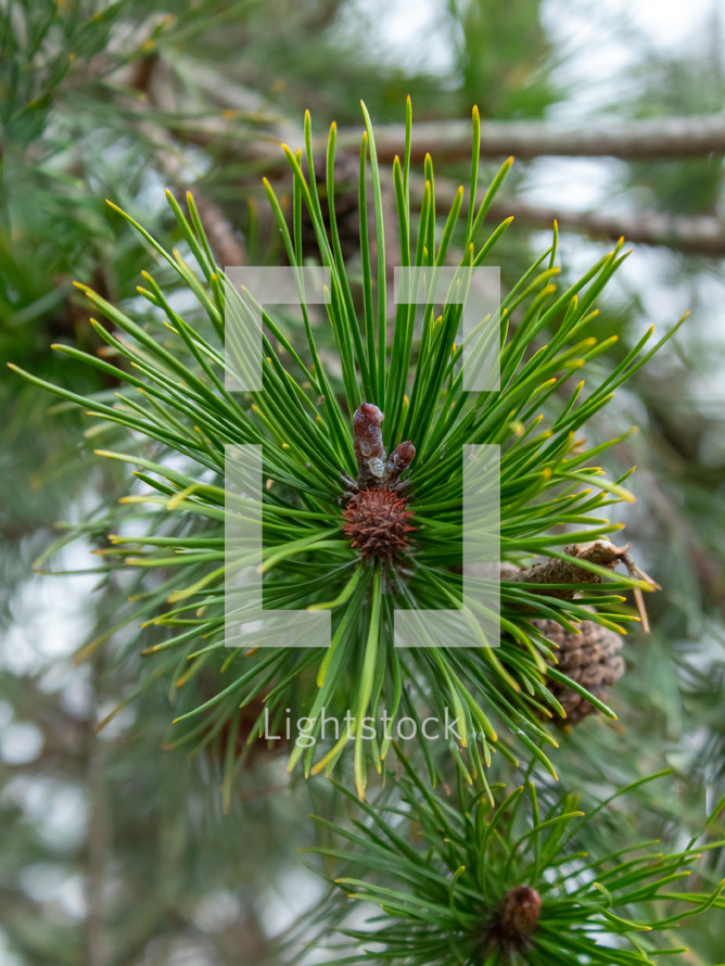 Green Pine Needles with Baby Pine Cone