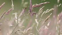Meadow Grass Swaying in the Breeze, Enniskerry, County Wicklow, Ireland