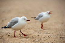 Seagull birds