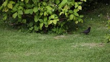 Male Blackbird Looking for Food in Shrub in Garden, County Wicklow