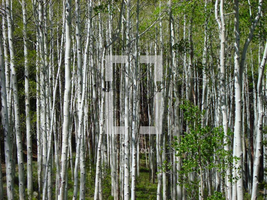 A forest full of birch trees