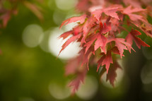 Red and Pink leaves