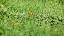 Yellow Hammer Bird Eating Seeds in the Grass, County Laois, Ireland
