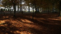 Walking Through an Autumn Woodland with Dappled Sunlight, County Wicklow, Ireland

