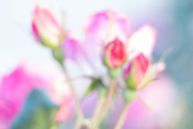 soft focus on rose buds with bright and light color